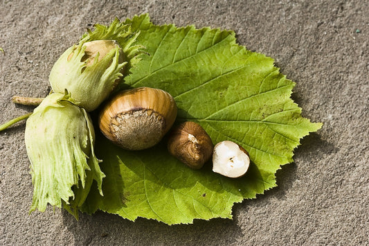 Whole Roasted Hazelnuts